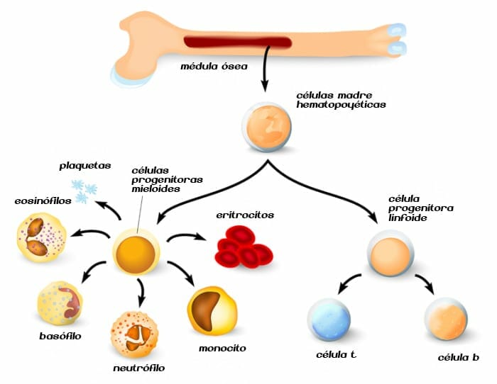 Formación de células sanguíneas a partir de la diferenciación de células madre hematopoyéticas en médula ósea roja
