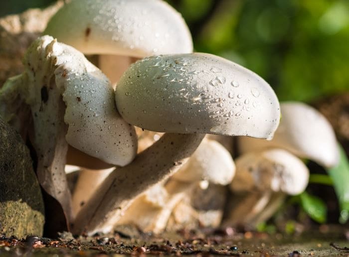 Mushrooms