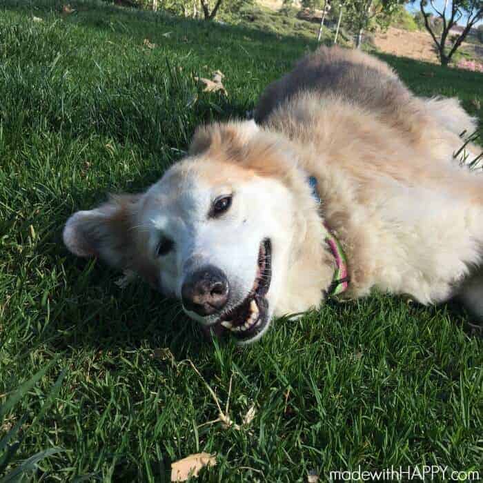 caddie-happy