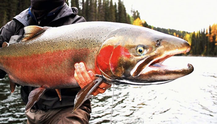 Steelhead + Cosmic Crisp = OMG