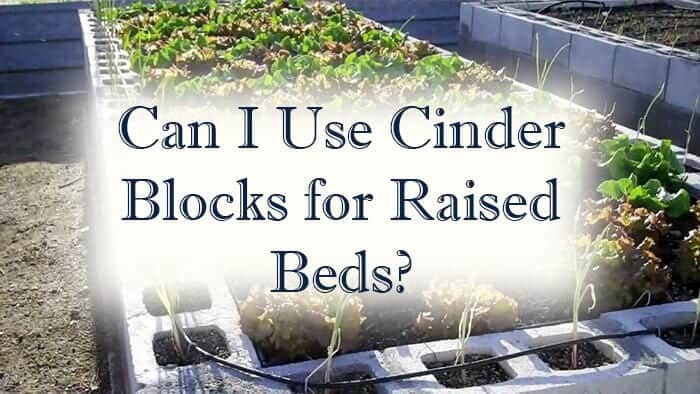 You Bet Your Garden Archives From Seed To Spoon Vegetable Garden