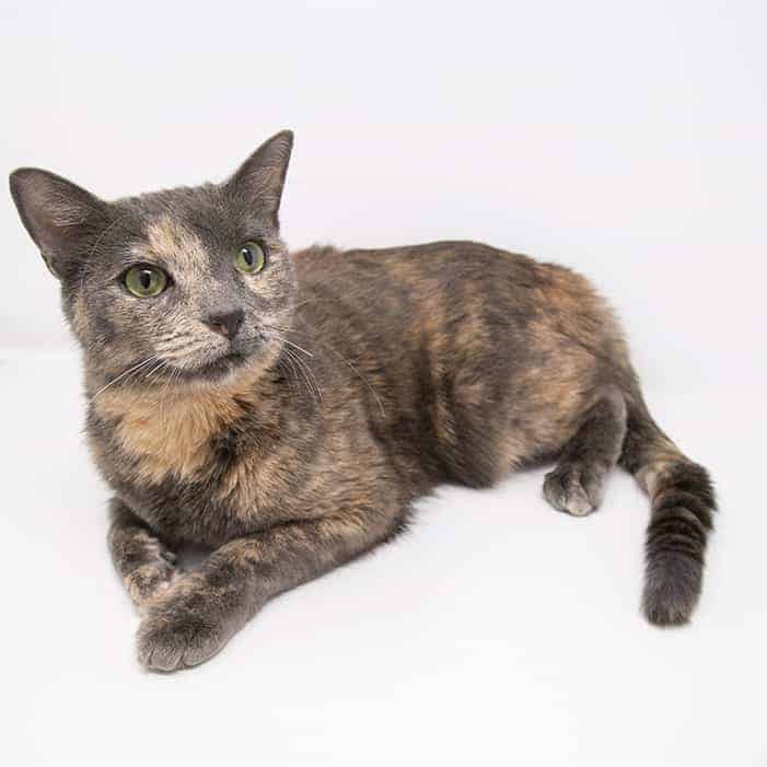 indie2 Indie – Adopted