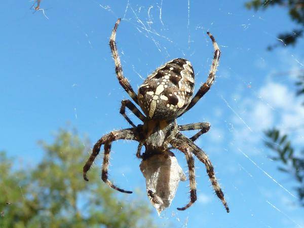 Kreuzspinne Kreuzspinne