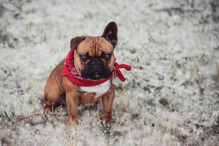 Franzoesische Bulldogge im Pappelschnee Franzoesische Bulldogge im Pappelschnee