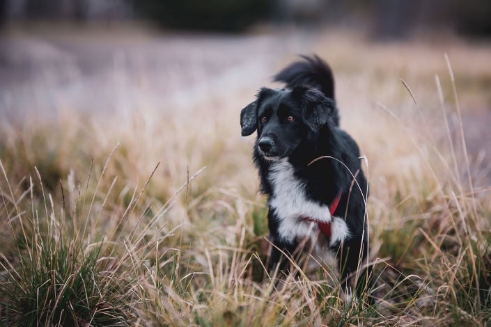 Outdoor Hundeportrait in Erfurt und Thüringen Outdoor Hundeportrait fotografiert im Erfurter Stadtpark Canon EOS R Sigma 105mm