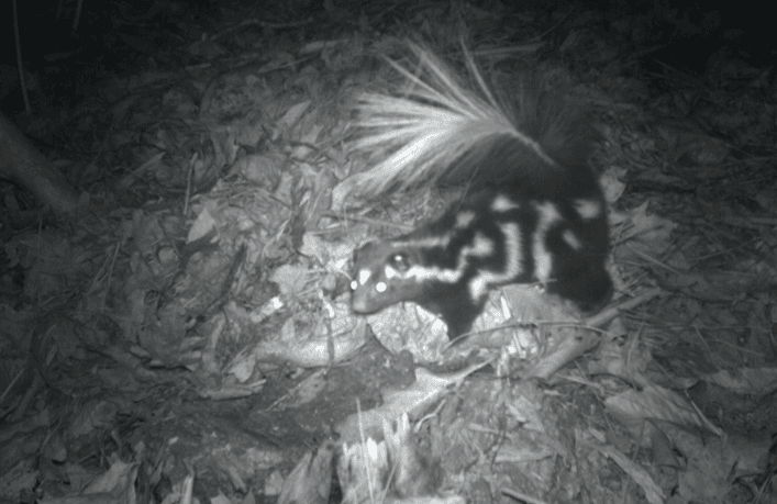 Eastern Spotted Skunk © Christopher Wilson
