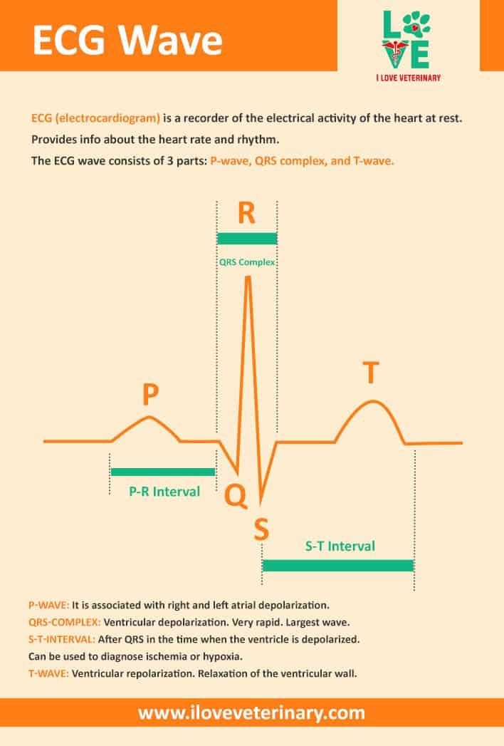 ECG Wave explained I Love Veterinary