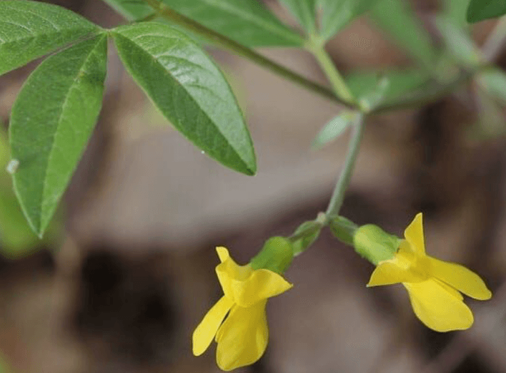 Appalachian Golden-banner © Lloyd Raleigh