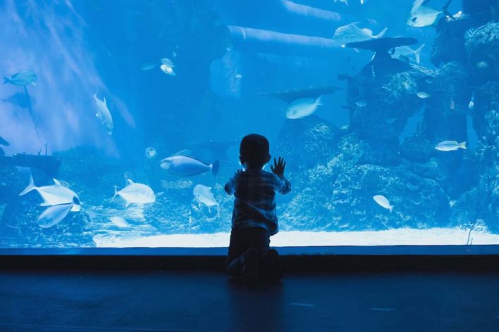 veterans day discounts 2019 amusement parks zoo aquarium