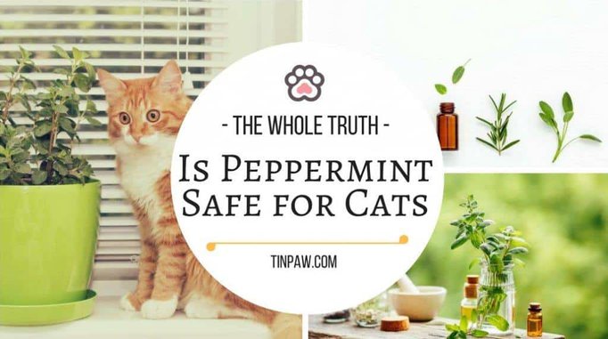 Is Peppermint Safe For Cats The Whole Truth Tinpaw
