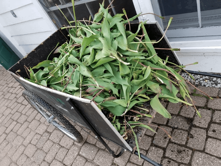 garden cart of tulips on Mackinac Island