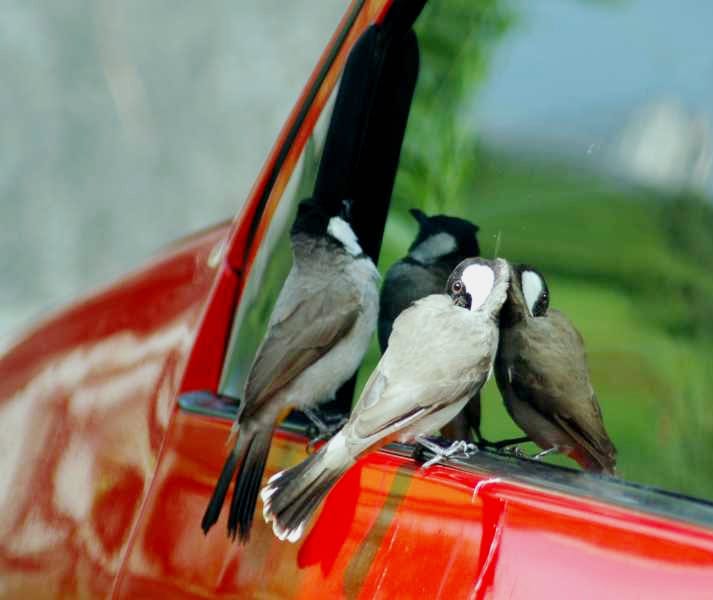 Burung kutilang irak