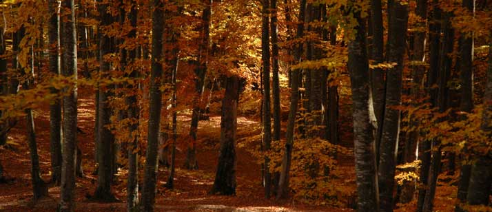 Schwierigkeiten schamanische Reise - Herbstwald