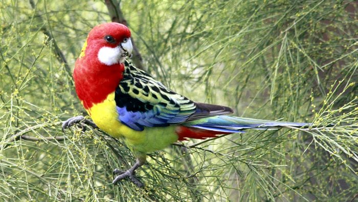 Burung parkit rosella