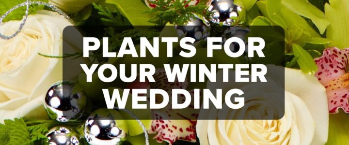 The Best Plants for Your Winter Wedding FM4-Bold---Festive-Flowers---Blog (1)
