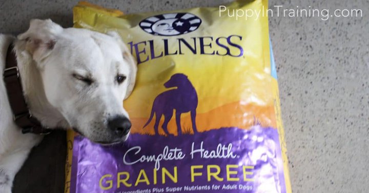 Wellness Dog Food Pillow?
