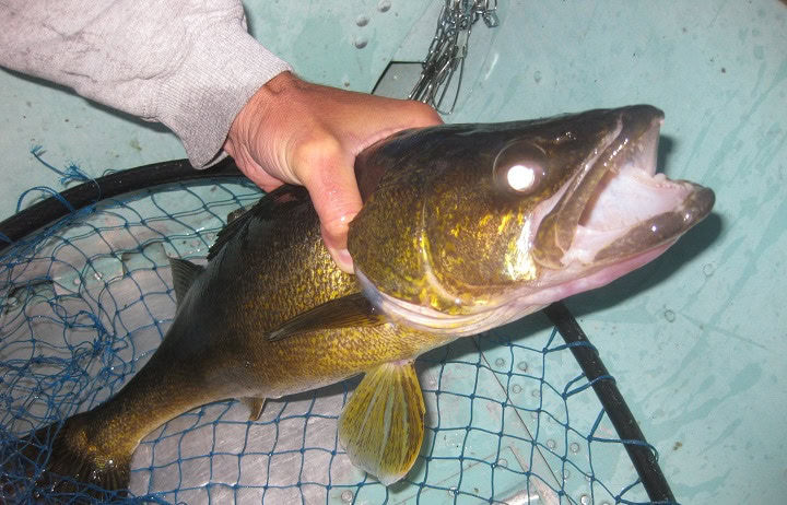 fish fish