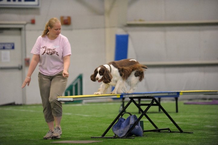 AKC Blue Ribbon winner. Also bites faces. Worth $0