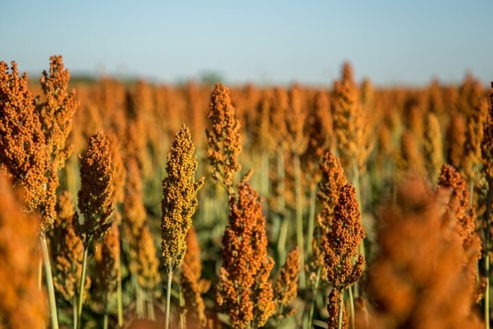 Sorghum field