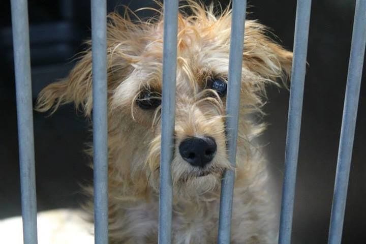 A dog that at one point was in the Orange County Animal Shelter. (Photo credit unknown)