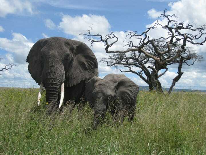 African Bush Elephant @ Serengeti National Park, Tanzania. Photo: Håvard Rosenlund African Bush Elephant @ Serengeti National Park, Tanzania. Photo: Håvard Rosenlund