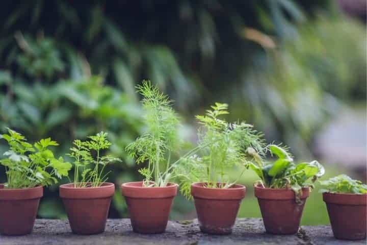 herb garden in mini ceramic planters