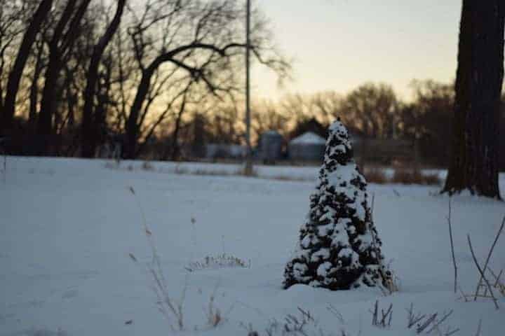 snow covered tree