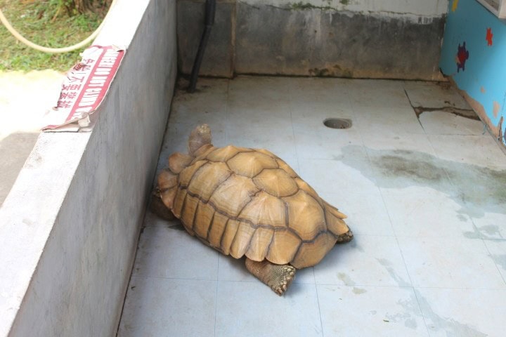 Live Turtle and Tortoise Museum Live Turtle and Tortoise Museum