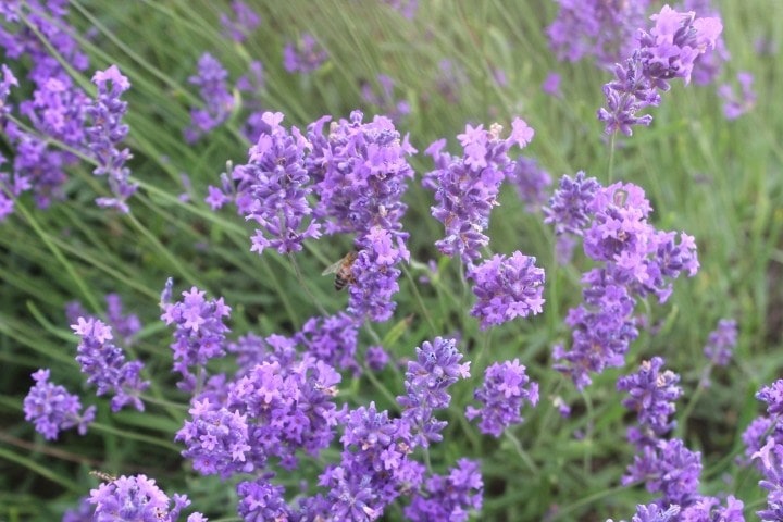 Mayfield Lavender Farm Mayfield Lavender Farm
