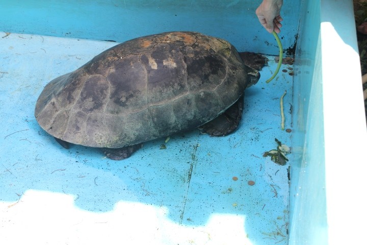 Live Turtle and Tortoise Museum Live Turtle and Tortoise Museum
