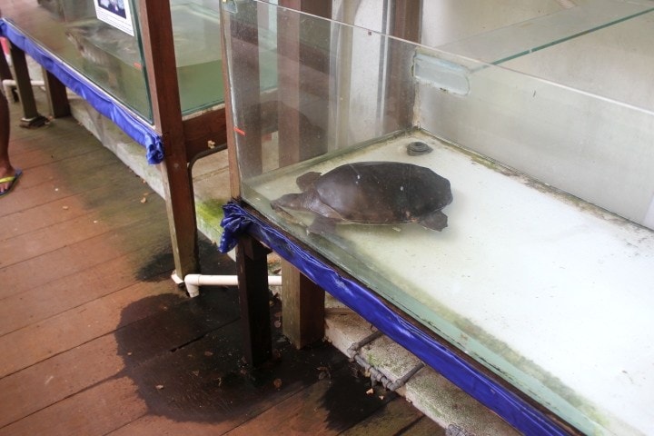 Live Turtle and Tortoise Museum Live Turtle and Tortoise Museum