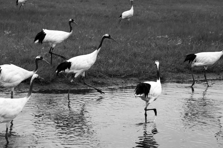 endangered Red Crowned Cranes endangered Red Crowned Cranes