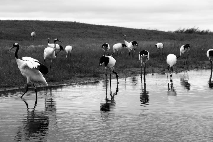 endangered Red Crowned Cranes endangered Red Crowned Cranes