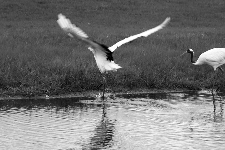 endangered Red Crowned Cranes endangered Red Crowned Cranes