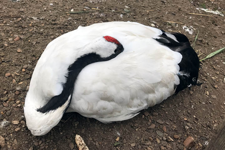 endangered Red Crowned Cranes endangered Red Crowned Cranes