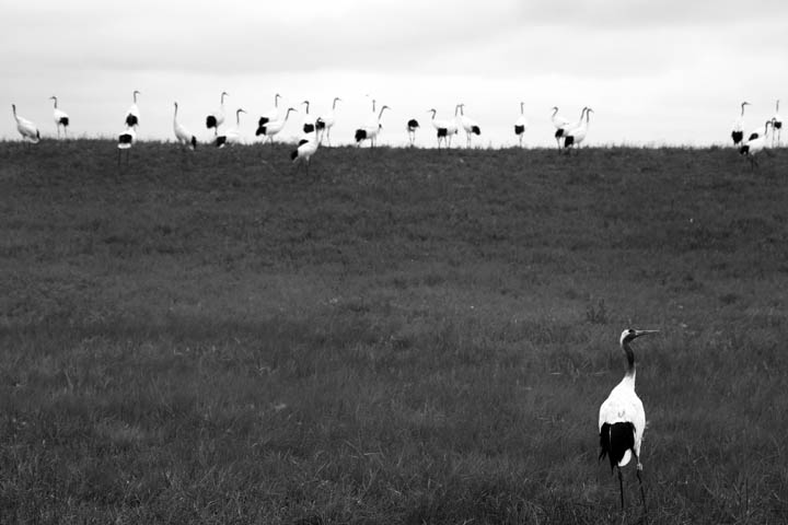 endangered Red Crowned Cranes endangered Red Crowned Cranes