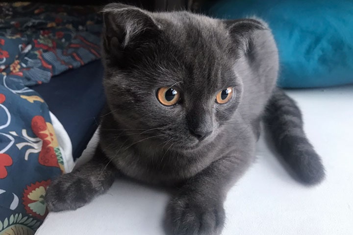 clever kitten clever kitten