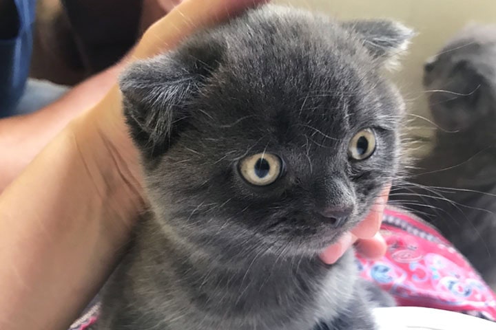 clever kitten clever kitten