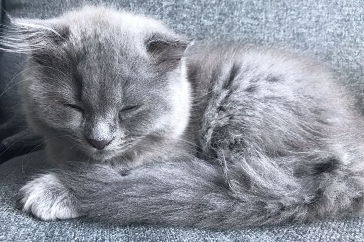 mochi kitten mochi kitten