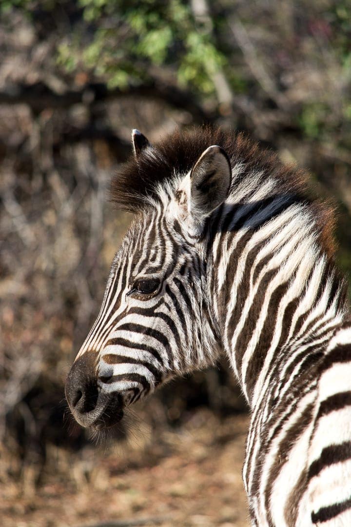 african safari zebra