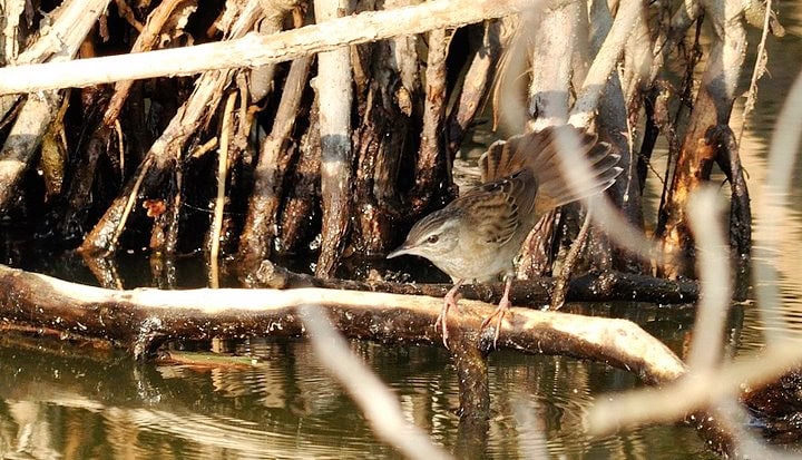 Burung kecici belalang
