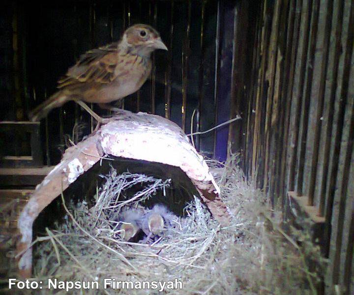 Menangkar burung branjangan