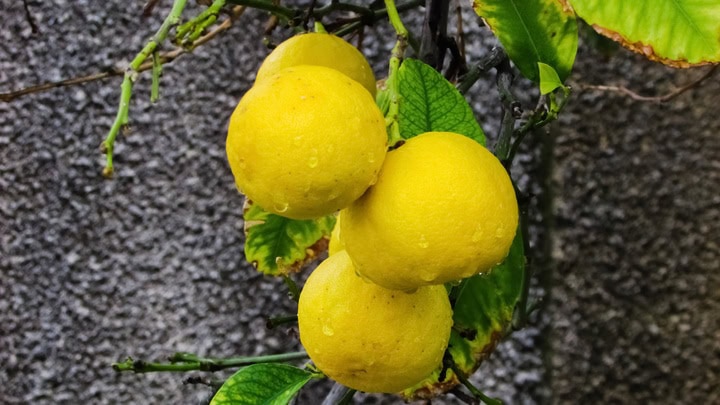 minuman lemon