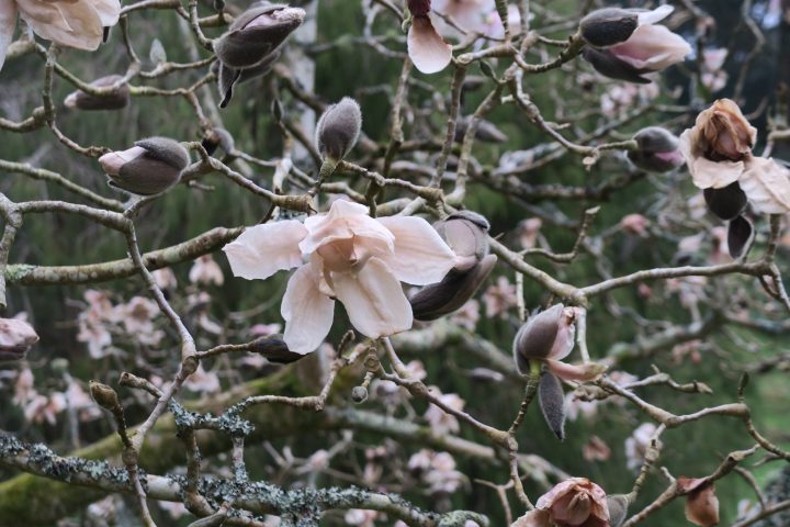 Magnolie in Glendurgan, Cornwall