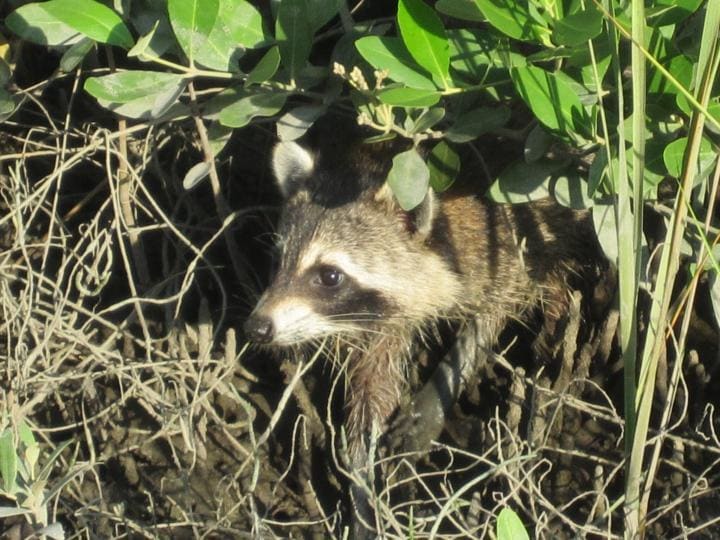 Waschbär auf Cedar Key, Florida