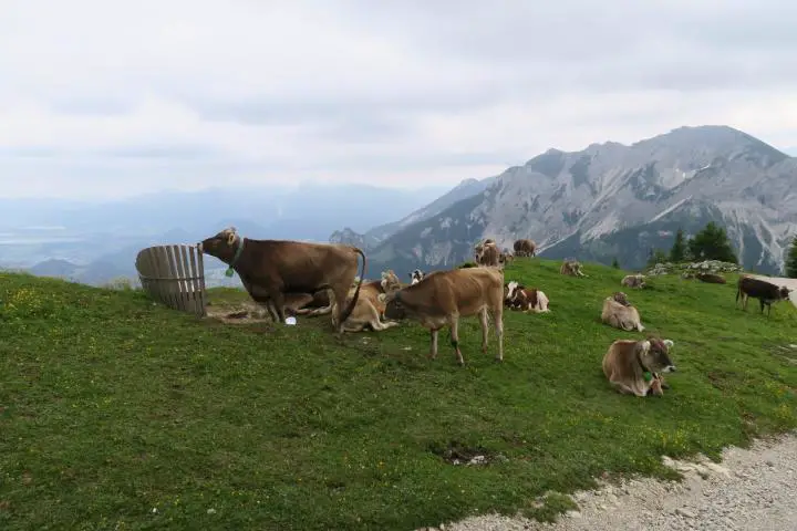 Kühe genießen die Aussicht auf dem Breitenberg in Pfronten