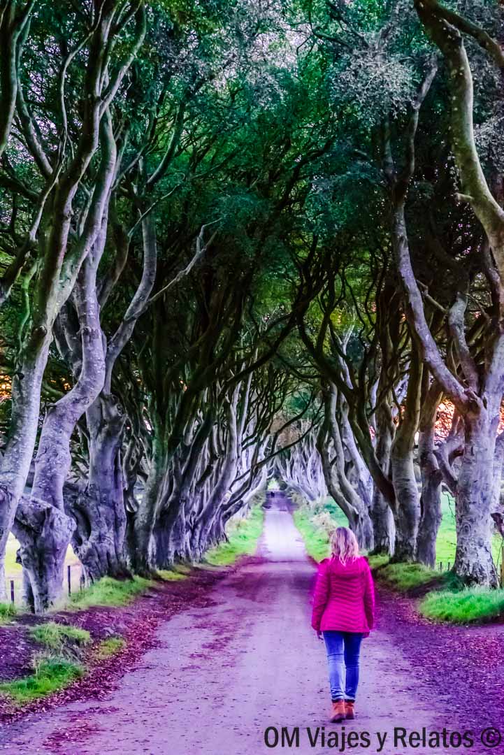 JUEGO-DE-TRONOS-IRLANDA-GOT-DARK-HEDGES JUEGO-DE-TRONOS-IRLANDA-GOT-DARK-HEDGES