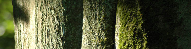 Schamanismus und Natur - Buchenstamm im Sonnenlicht