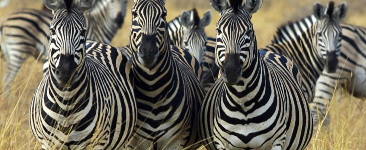 Black and White Zebras