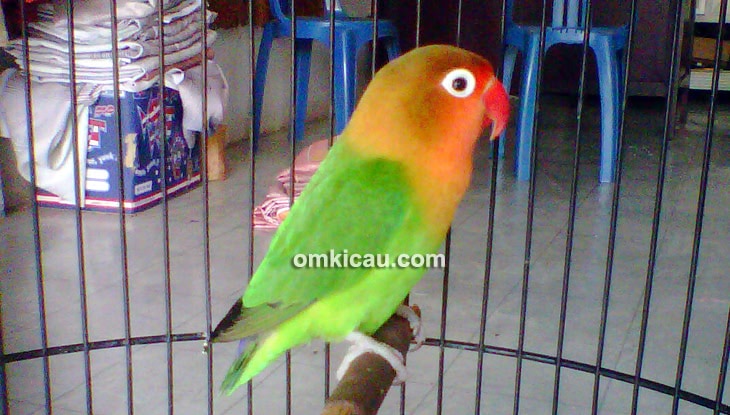 Lovebird Soepek Love